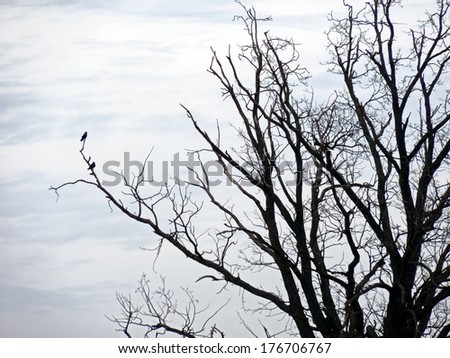 Black and white tree branches with small birds and sky with clouds in the park