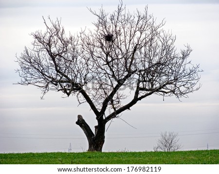 Tree with small birds and sky with clouds