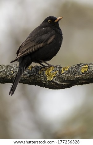Bird on a tree branch with dried moss