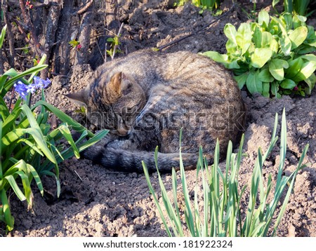 Wild plants with soil texture and cat sleeping