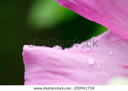Pink rose of Sharon	 (Hibiscus syriacus) with water drops and natural background