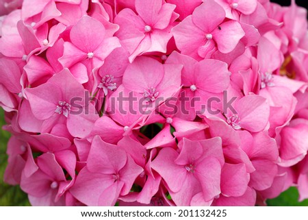 Hortensia Hidrangea - beautiful plant with flowers and leaves - details on the flower