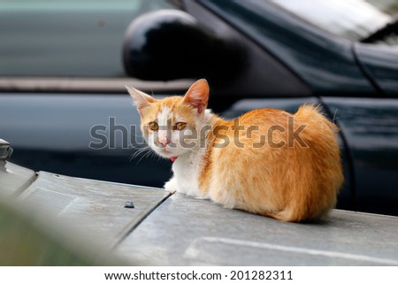Orange and white cat sitting next to ca car