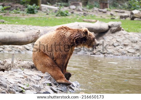 Brown bear at the zoo with tree trunks and water
