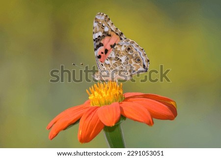 Similar – Foto Bild Vanessa cardui. Bunter Schmetterling auf einem Blatt sitzend. Selektiver Fokus auf Makrofotografie.