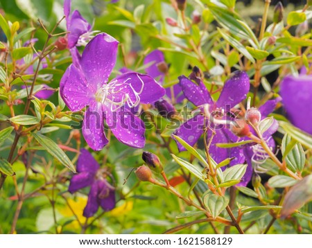 Shutterstock Puzzlepix