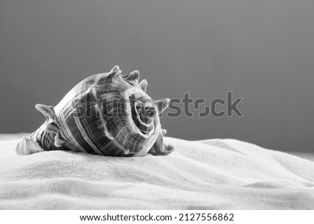 Similar – Image, Stock Photo Sea snail against black background