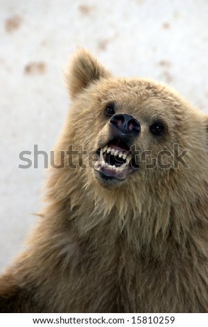 Angry bear is waiting for food