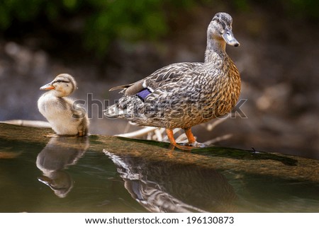 A mother Malard Duck and her Duckling