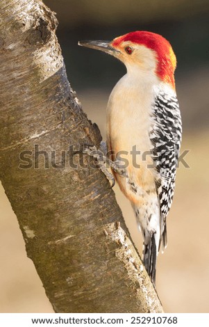 A red-bellied woodpecker on an mountain ash tree.