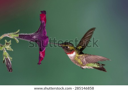 A ruby-throated hummingbird flying into a petunia flower.