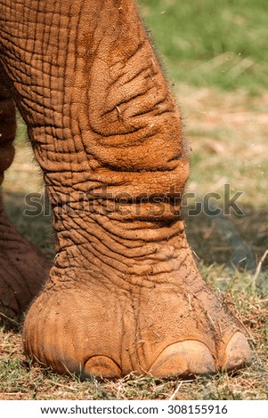 A closeup of an elephant leg and foot.