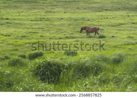 Similar – Image, Stock Photo Scenic view of grazing animals on pasture in summer