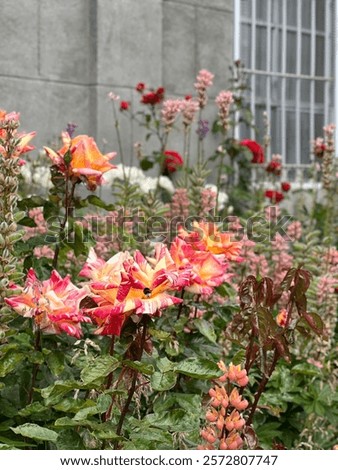 Similar – Image, Stock Photo Delicate pink striped rose cultivated in the gardens of an urban park