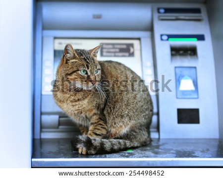 Nice and big cat sits on bank ATM. No money. It is out of cashs. SWIFT system