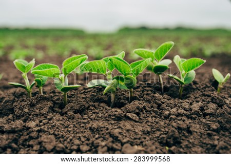 Fresh green soy plants on the field in spring, selective focus