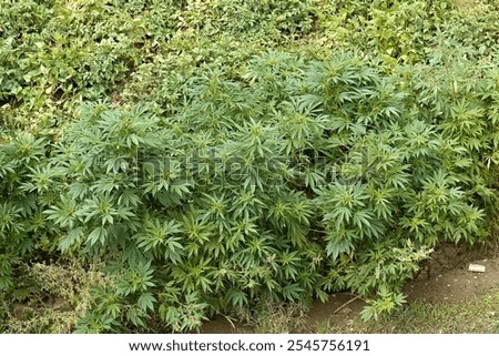 Similar – Foto Bild Wild wachsender Cannabis in der Natur