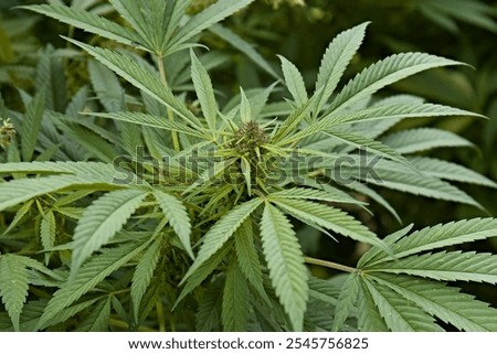 Similar – Foto Bild Wild wachsender Cannabis in der Natur