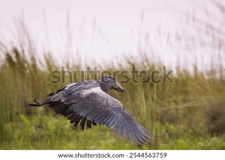 Similar – Foto Bild Storch beim Segelflug am Himmel