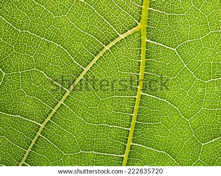 grape leaf macro background