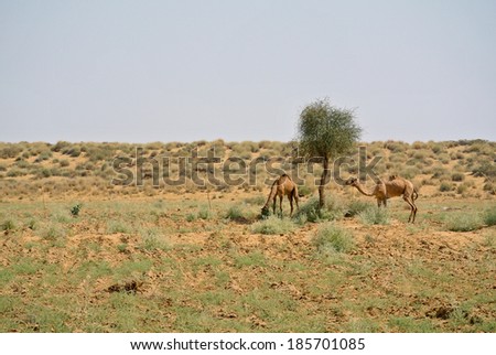 Thar desert scene