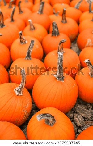 Similar – Foto Bild Winzige orangefarbene Kürbisse. Herbst-Konzept