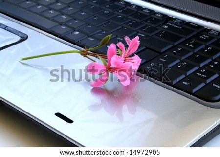 Flowers on the keyboard In perspective.