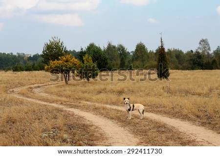 autumn yellow dog