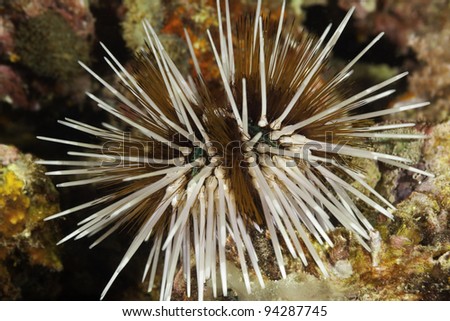 Live sea urchin underwater on a coral reef in the Andaman Sea near Phuket, Thailand