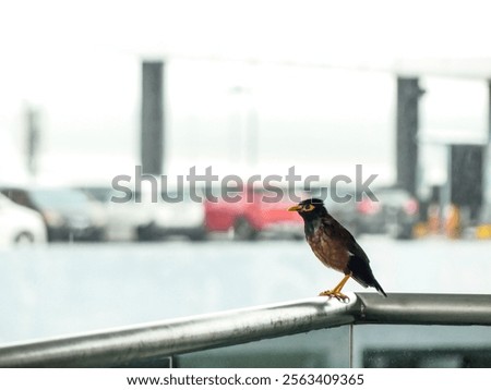 Similar – Image, Stock Photo Exotic parking lot