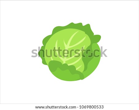 Green cabbage vegetable isolated. cabbage for farm market, vegetarian salad recipe design. Vector illustration