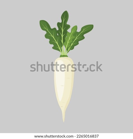 Daicon. Daicon Raphanus sativus, or white radish.Isolated on a gray background. For web, menu, logo, textile, icon. Vector illustration