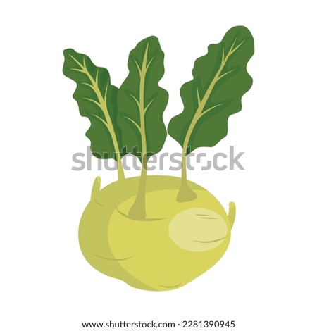 Kohlrabi Biennial cultivar of wild cabbage. German turnip or turnip cabbage. Vector illustration isolated on white background. For template label, packing, web, menu, logo, textile, icon