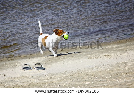 Smooth coated Jack Russell Terrier dog running on the beach