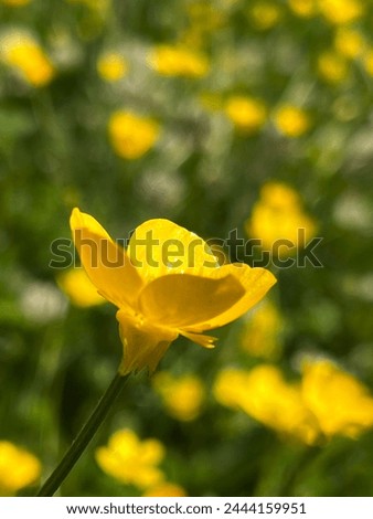 Similar – Image, Stock Photo Swedish buttercups Yellow