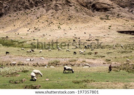Goats, Morocco - Atlas Chain. Pass Tizi n\'Tichka over 2000 m.