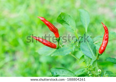 red chili pepper on the plant