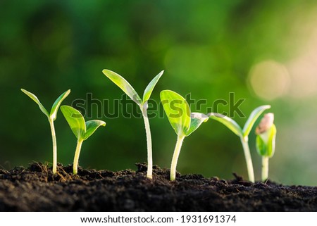 Similar – Image, Stock Photo Spring sprouts of a pine in the forest.