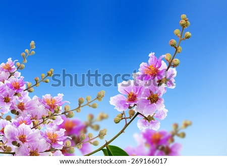 Lagerstroemia speciosa, Pride of India, Queen\'s flower on blue sky.