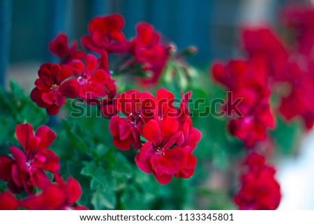 Red geranium flowers Stok fotoğraf © 