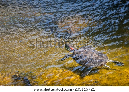 The red-eared slider (Trachemys scripta elegans), also known as red-eared terrapin