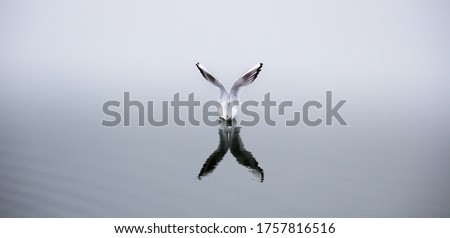 Seagul Refletions -A seagul preparing to Take Off Foto stock © 