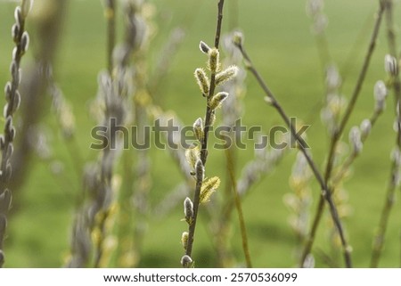 Similar – Image, Stock Photo first willow catkin Catkin