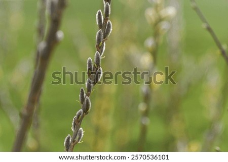 Similar – Image, Stock Photo first willow catkin Catkin