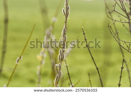 Similar – Image, Stock Photo first willow catkin Catkin