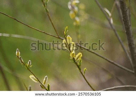 Similar – Image, Stock Photo first willow catkin Catkin