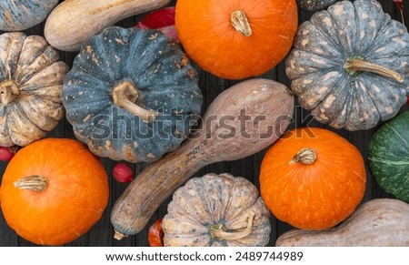 Similar – Image, Stock Photo Fresh organic pumpkin harvest