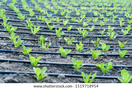 Similar – Image, Stock Photo Irrigation for lettuce cultivation