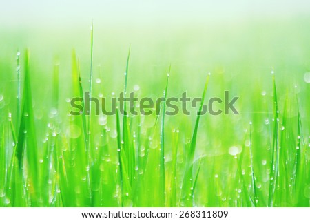 background of dew drops on bright green grass leaf