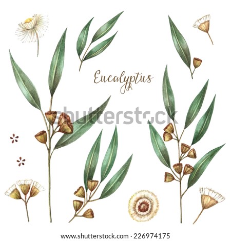 Watercolor eucalyptus leaves and branches. Vector illustration.